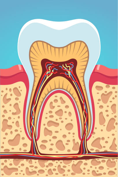 root canal info image